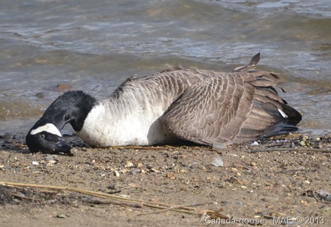 2013-03-03 Ruislip Lido 001