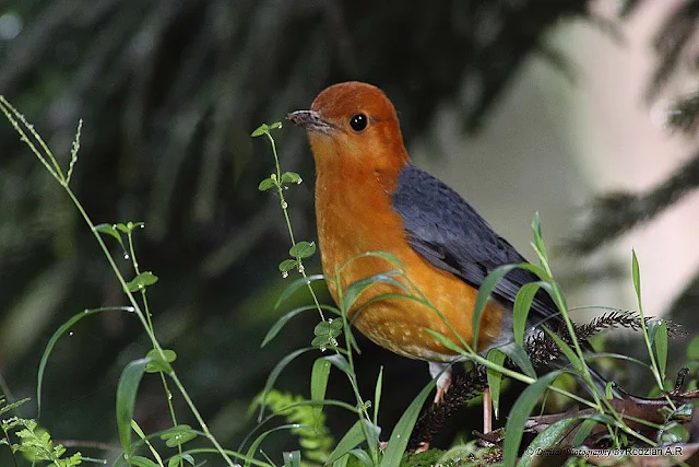 Orange-headed Thrush (Zoothera citrina)