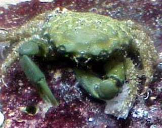 green crabs