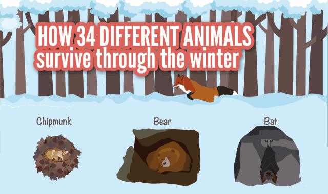 How 34 Different Animals Survive the Winter