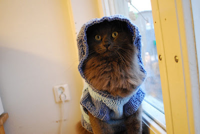 Cute Kittens In Hoodies Seen On www.coolpicturegallery.us