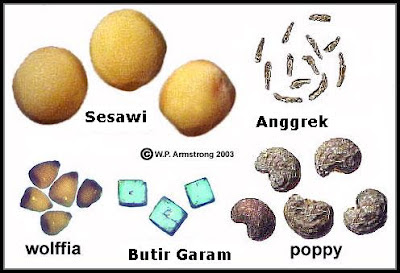 Perbandingan Biji