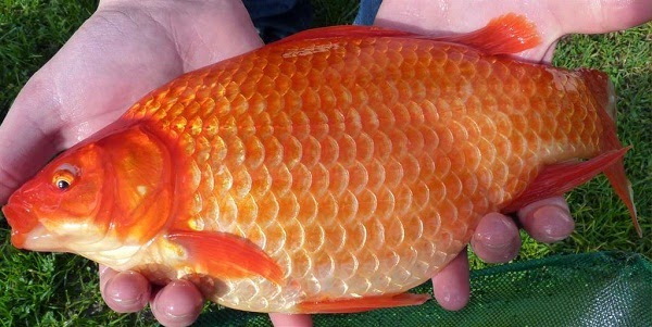  Umpan  Pancing Ikan  Mas  Merah CARA BUDIDAYA