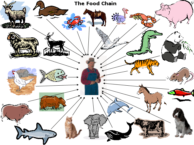 ocean food chain pictures. Food Chain in Artic Ocean