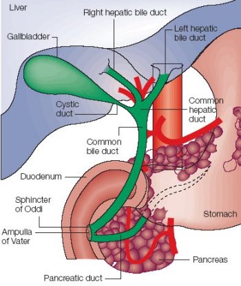 common bile duct obstruction. Common+ile+duct+histology