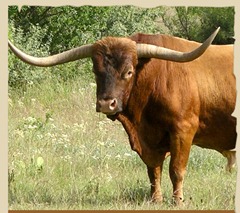 longhorn