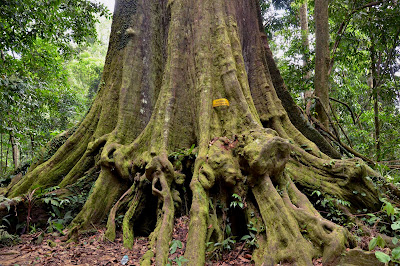 Pokok Besar Chengal