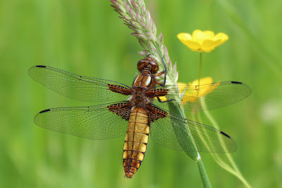 Platbuik - Wespbúkje - Libellula depressa