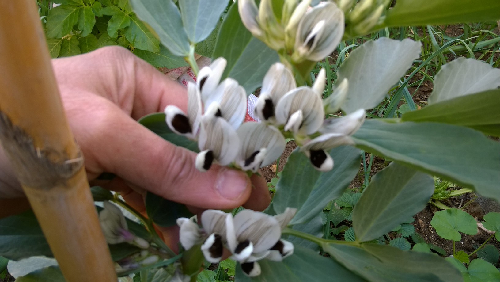 Keep Broad Bean plants well watered, particularly as the flowers begin to set.