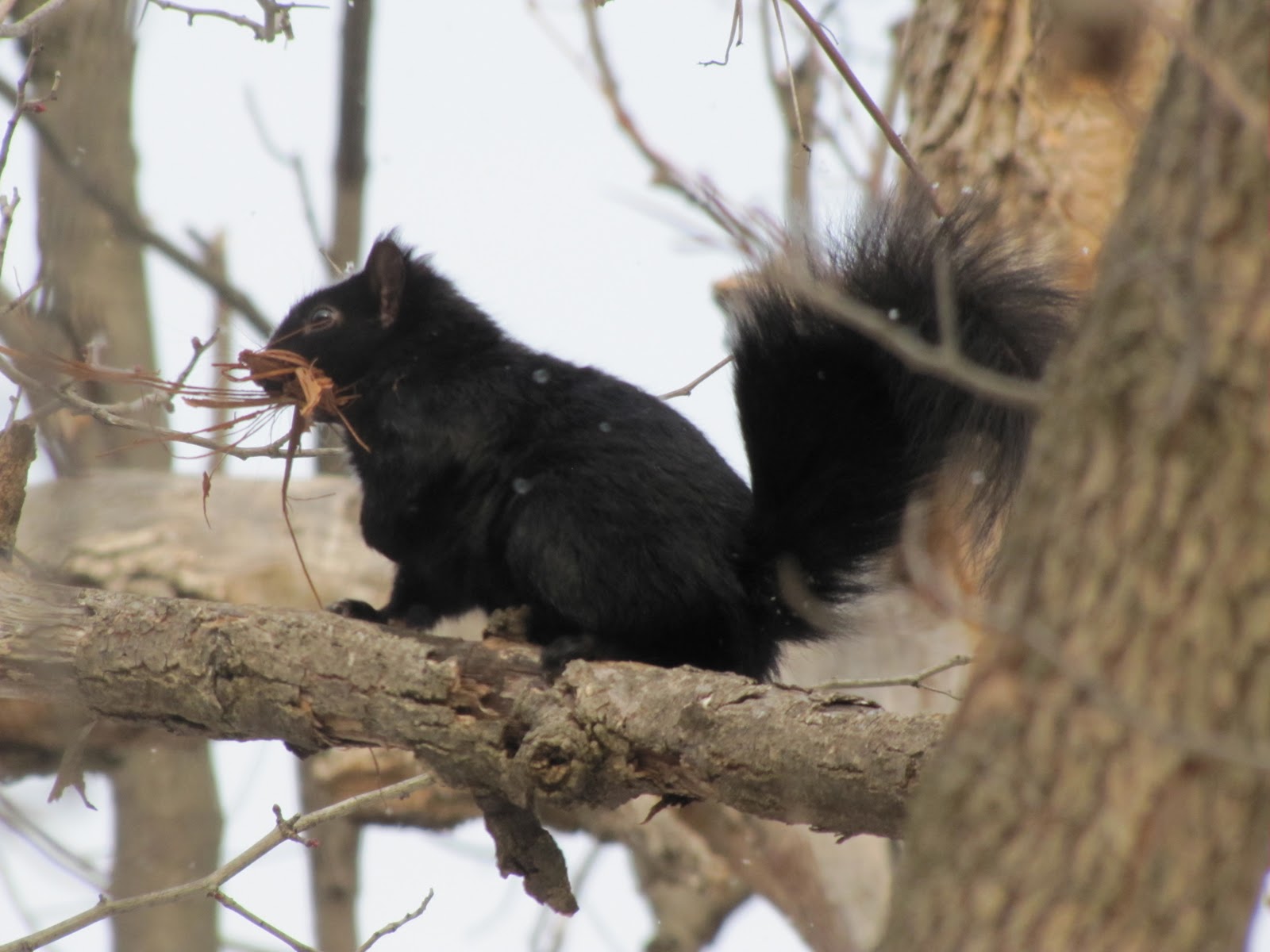 The Oakland Press Blogs: Earths Almanac: The Black Squirrels of Friendship Woods