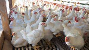 Poultry sector hits an all-time low in 2019.