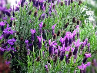 perbedaan-lavender-dan-verbena.jpg