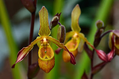 Phragmipedium lindleyanum care and culture