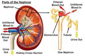 Is it true that you are suffering "Kidney Failure"?