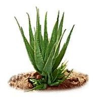aloe