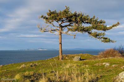 Douglas Fir on Rosario Head