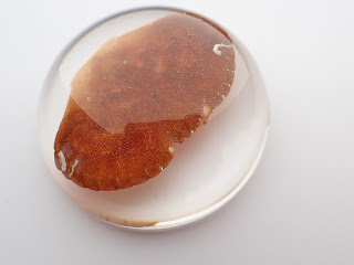 Domed resin paperweight containing a crab shell