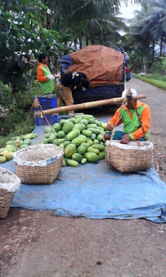 Proses Pemetikan Dan Pengangkutan Pepaya California Organik