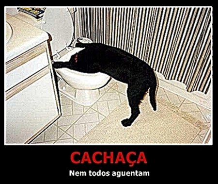 Desmotivacionais, Humor, Gatos, OGatoNinja.blogspot.com