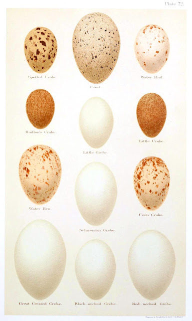 Pictures Of Bird Eggs