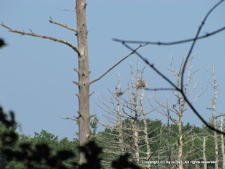 Great Blue Heron Nests