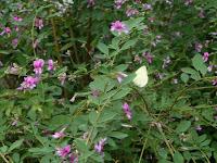 蝶が蜜を吸いに飛んでくる