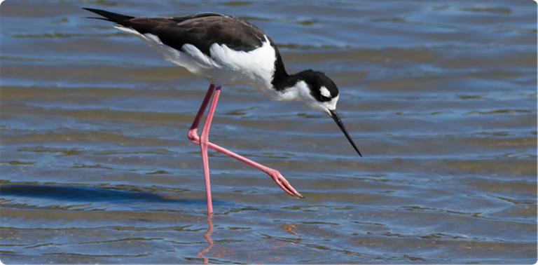 Zanco de cuello negro (Himantopus mexicanus)