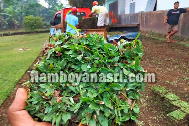 Harga Rumput Gajah Mini Per Karung