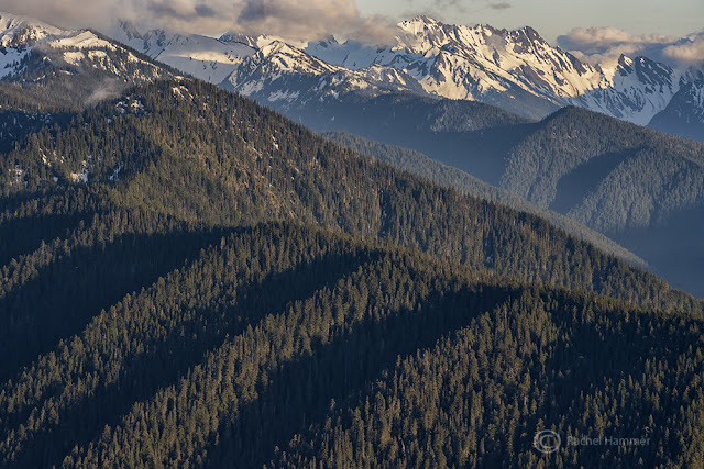 best day hikes olympic national park