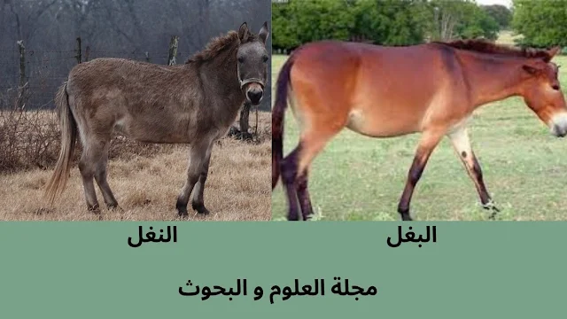 البغل والنغل كلاهما يتميزان بأذنين طويلتين وجسم قوي، ويُستخدمان لحمل الأثقال والتنقل في الطرق الوعرة.