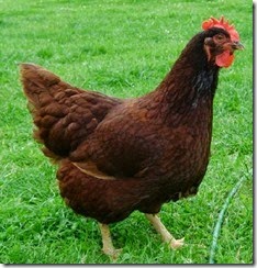                       rhode island red pol for sale
