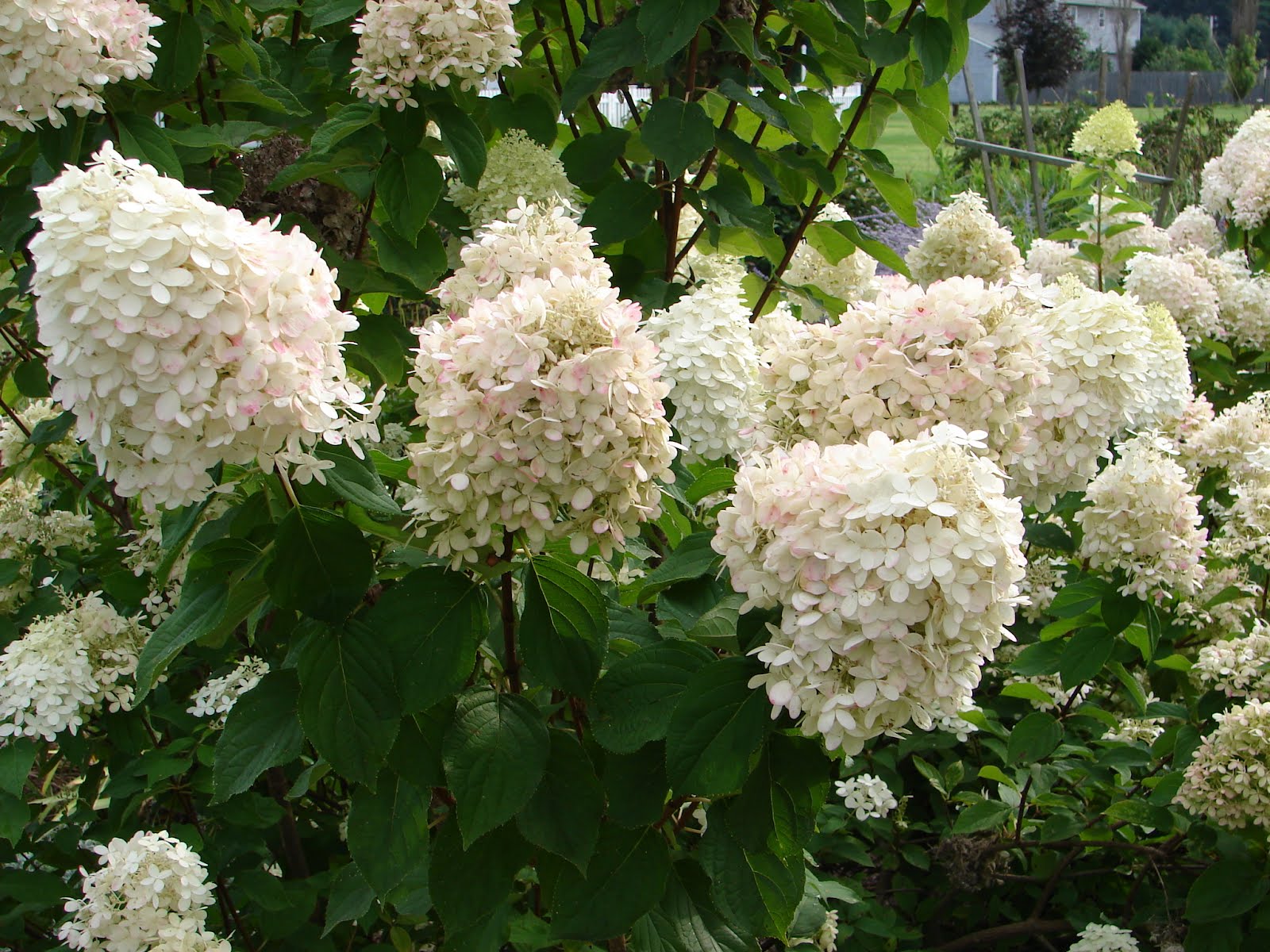 of varieties of hydrangea but the most popular is the blue variety 
