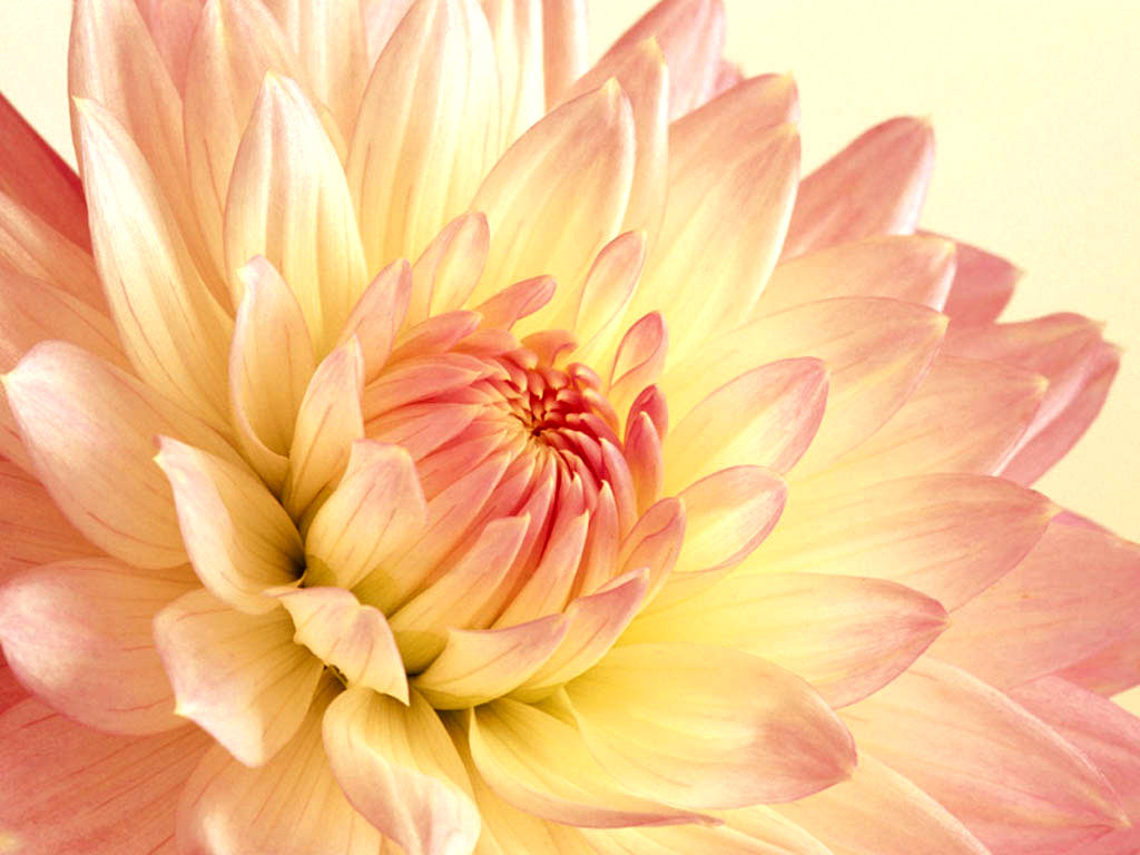  Wallpaper  Insights Cute  Flowers  Background