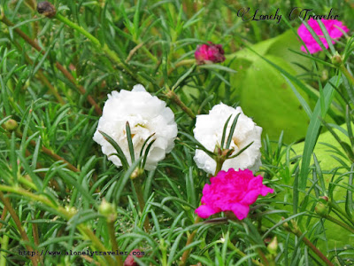 Moss rose - Portulaca grandiflora