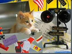CAT_0169