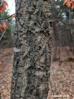 Бархат амурский (Phellodendron amurense)