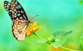 Wild animals wallpapers for free download about (706) wallpapers.