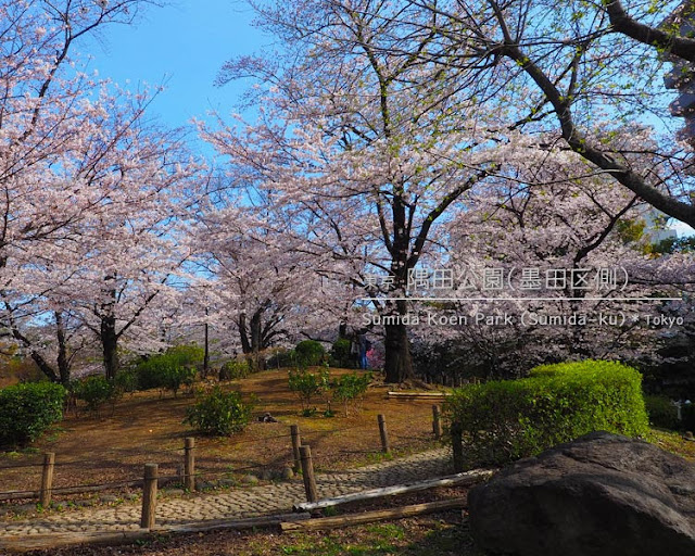 隅田公園（墨田区側）の桜