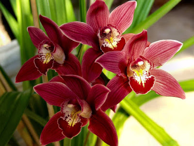 Cymbidium