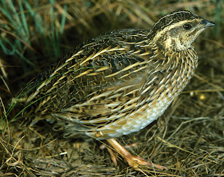 phaisanidae codorniz europea Coturnix coturnix