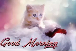 Good morning cat images