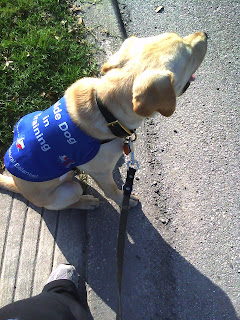 Bob sitting on the side of the street, he is looking up the street away from me and his tongue is sort of out