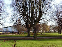 Trees In The Park