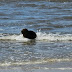 Filhote de Capivara é visto "veraneando" na beira-mar de Tramandaí