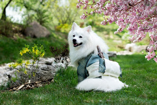 Why Dog Eat Grass And Weeds