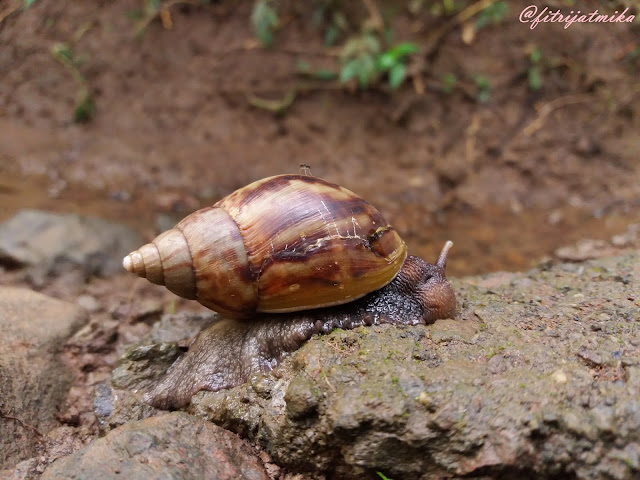 Achatina fulica