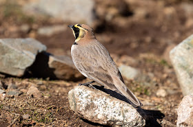 Atlas Horned Lark - Oukaïmeden, Morocco