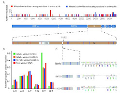 Mutation patterns in SARS-CoV-2