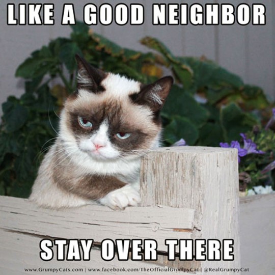 Grumpy Cat Memes