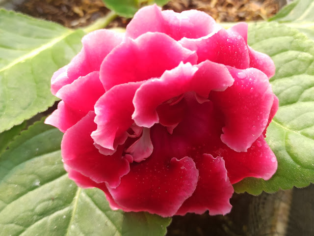 Sinningia speciosa, Gloxinia Bermahkota Ganda “Ramuan Cinta Bristol”